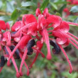 Grevillea Red Clusters