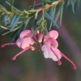 Grevillea Tranquility