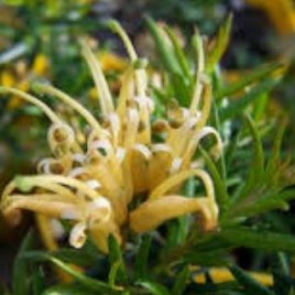 Grevillea Prostrata Aurea