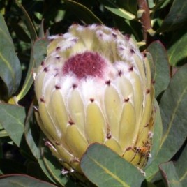 Protea Tasman Pearl