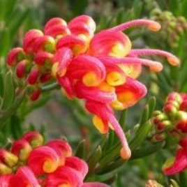 Grevillea Fireworks – flowers gorgeous colour!