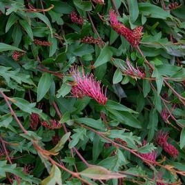 Grevillea Royal Mantle – leafy ground cover!