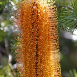 Banksia Lemon Delicious