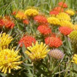 Leucospermum Ground Fire