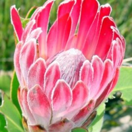 Protea Compacta