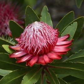 Protea Rubropilosa 3.5 litre pot/bag