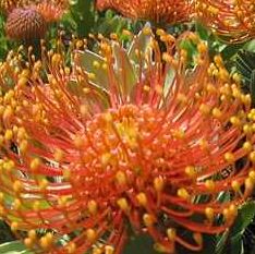 Leucospermum Cordifolium Orange