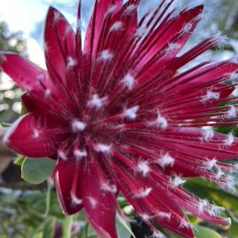 Protea Clarks Red