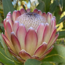 Protea Susara