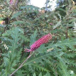 Grevillea Barklyana (1.5litre pot)