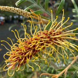 Grevillea Strawberry Blonde – lovely taller plants!