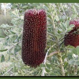 Banksia Praemorsa – 2nds available