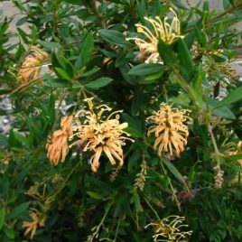 Grevillea Deua Gold PVR