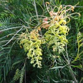 Grevillea Peaches n Cream PVR –  Bushy !