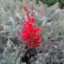 Grevillea Sea Spray