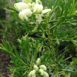 Grevillea White Knight – delightful small bush – white flowers !