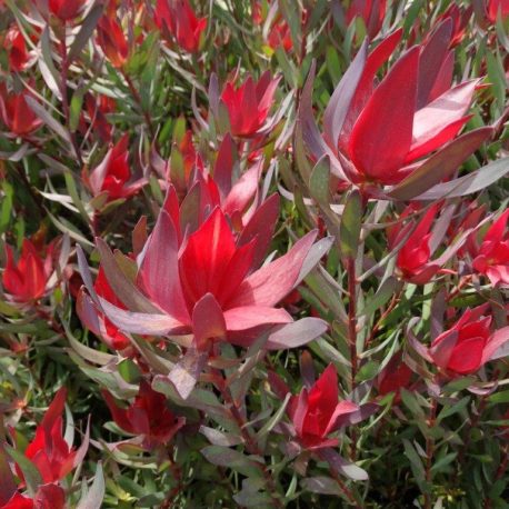 Leucadendron Bells Supreme (1)