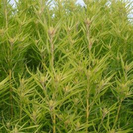 Leucadendron X.Patea Gold