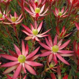 Leucadendron Starburst – 3.3litre pot