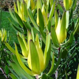 Leucadendron Laureolum