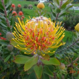 Leucospermum Henny’s Torch