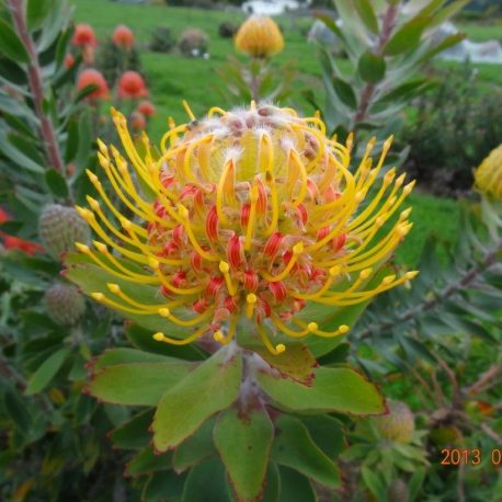 Leucospermum 133 Hennys Torch 002