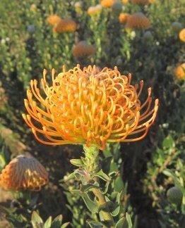 Leucospermum Ayoba Orange