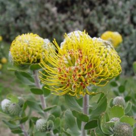 Leucospermum praecox