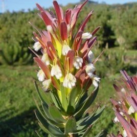 Mimetes Cucullatus Red (Red Pagoda) – intriguing flower!