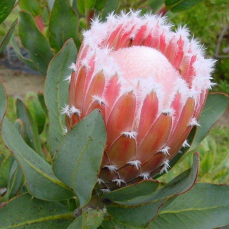 Protea Colemans hyb