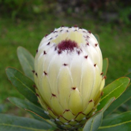 Protea Pearl Blush