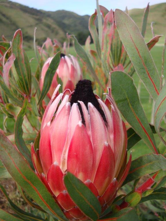 Protea Possum Magic Protea Patch