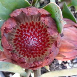 Protea Amplexicaulos