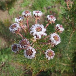 Serruria Pedunculata Silver Fox