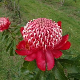 Telopea Brimstone Blush (Waratah) 3.5litre pot