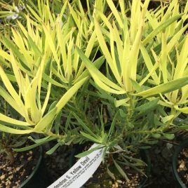 Leucadendron s. Yellow Devil