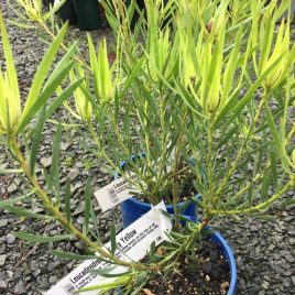 Leucadendron s. Early Yellow