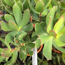 Leucadendron Cloudbank Ginny