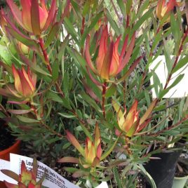 Leucadendron Jack Harre