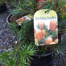 Banksia Birthday Candles (3.3litre)