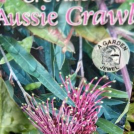 Grevillea Aussie Crawl (groundcover)