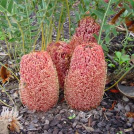 Banksia Blechnifolia (prostrate)