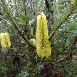 Banksia Praemorsa Yellow