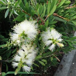 Callistemon White Anzac – low and wide.