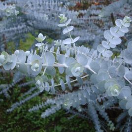 Eucalyptus Baby Blue