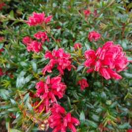 Grevillea Rondeau