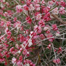 Hypocalymma A.Coconut Ice