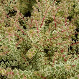 Hypocalymma C. Golden Veil – landscapers love this!