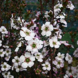 Leptospermum Cygnus