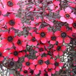 Leptospermum Electric Red – Specimen tree  6 litre pot